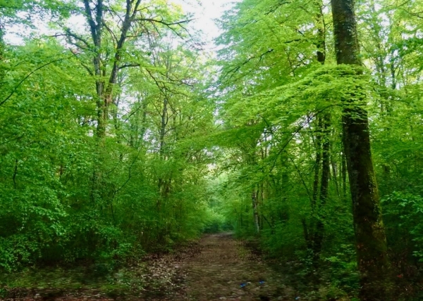 Côte-d’Or - Le Bois de l’Hôpital à Vertault devient un nouvel Espace Naturel Sensible