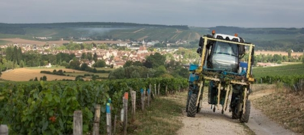 Inédit en Bourgogne : une enquête sur le bien-être et les paysages viticoles