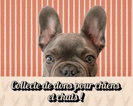 Beaune – Les Ateliers du Cinéma organisent une collecte de dons en septembre pour préparer l’hiver des chiens et des chats 