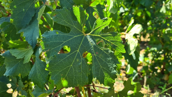 «Une punition incompréhensible» : les viticulteurs s'élèvent contre des restrictions d'usage du cuivre