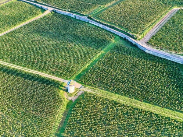Vins de Bourgogne - Un millésime 2026 hors norme, entre petite récolte et promesses qualitatives