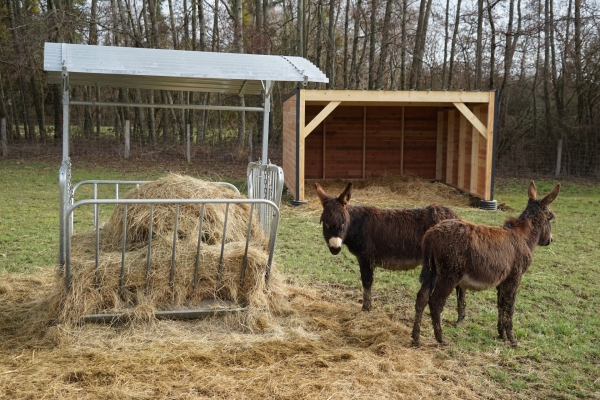 Étangs d’Or - Ne nourrissez plus les animaux du parc : une ânesse est morte