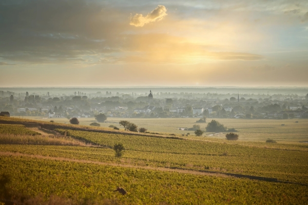 Beaune - Réunion publique de l'ODG pour mieux comprendre la filière viticole et ses enjeux