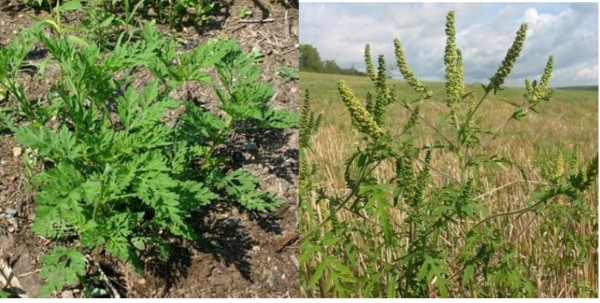 Ambroisie : une lutte régionale renforcée contre une plante allergisante en pleine expansion