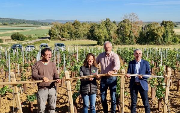 Bourgogne - Des cépages bourguignons résistants aux maladies à l’horizon 2035