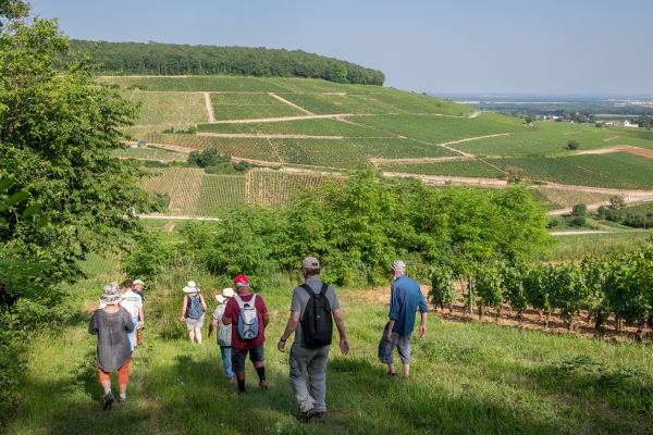 Puligny-Montrachet – Gardiens des Climats : une journée immersive pour célébrer les 10 ans au Patrimoine mondial