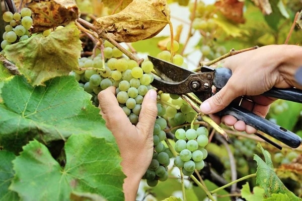 Vendanges 2025 - Crémants en tête, blancs et rouges suivront : une campagne prometteuse pour les vins de Bourgogne