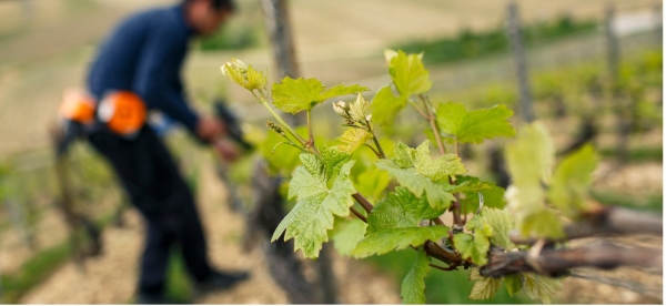 La Bourgogne imagine un millésime 2026 précoce, avec des vendanges envisagées dès le mois d’août