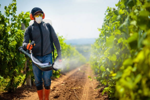La filière viticole française réagit à PestiRiv : « On ne cultive plus la vigne comme hier »