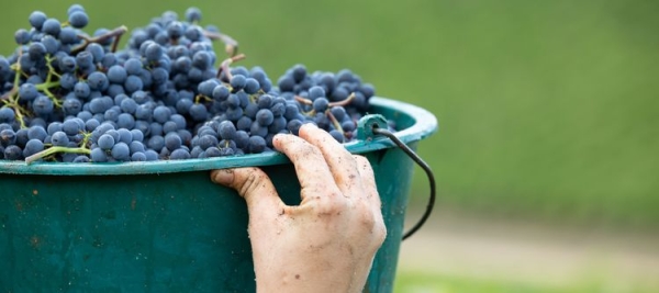 Bourgogne : un millésime 2025 fascinant !