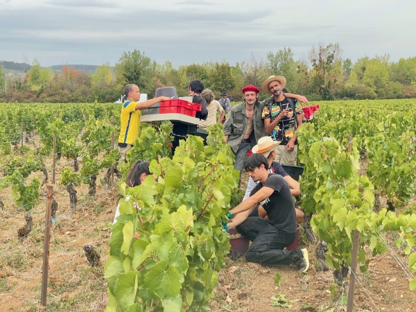 Bourgogne – Vendanges 2026 : « On a perdu beaucoup de volume » : Thiébault Huber constate des petits raisins, moins de rendement mais de belles acidités