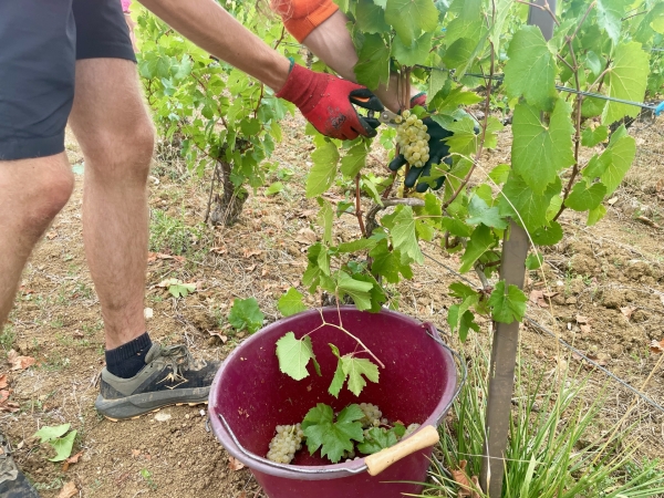 Vendanges en Côte-d'Or - Campagne de contrôles de l’inspection du travail sur les conditions d’emploi et d’hébergement des travailleurs saisonniers