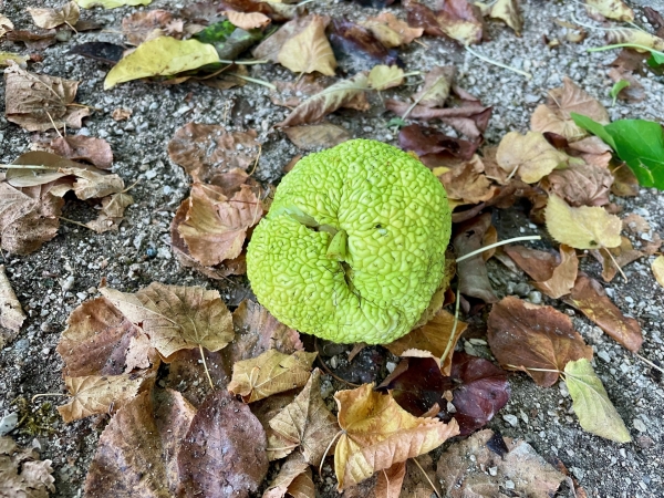 Beaune – Au Square des Lions, attention à ne pas recevoir une « orange » sur la tête !