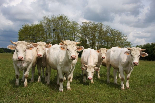 Département de la Côte-d'Or - Soutien actif à l'agriculture locale