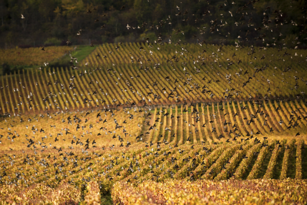 Beaune - Cité des Climats et Vins de Bourgogne – Atelier « Créé ta mangeoire et ton nichoir à oiseaux », le mercredi 17 avril