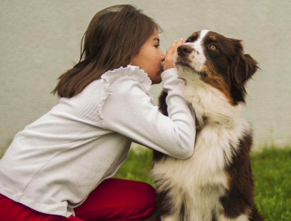 Un chien d'assistance judiciaire, "présence bienfaisante et rassurante" pour accompagner les victimes, arrive dans quelques mois à Dijon