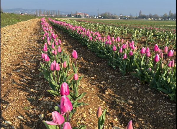 Beaune - Le champ de tulipes ouvre ses portes dès cet après-midi pour célébrer le printemps