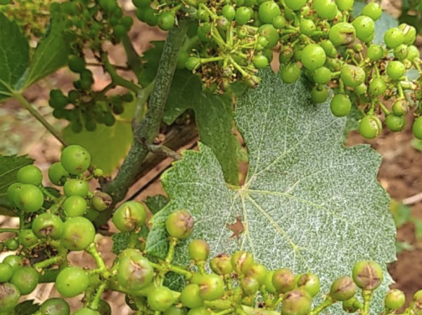 La grêle douche les espoirs du vignoble de la côte de Beaune, "les raisins étaient magnifiques"