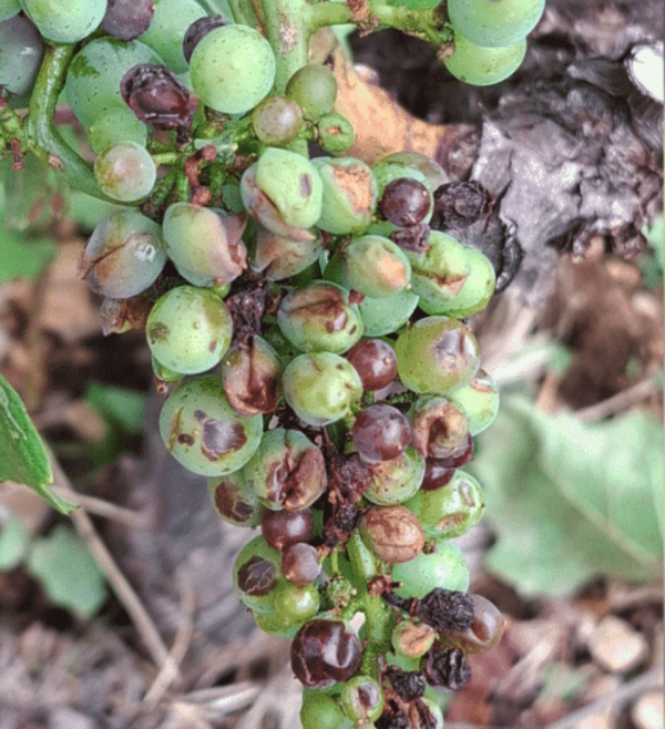 Les vignerons dévastés après l'orage de grêle à Dijon, des dizaines d'hectares endommagés : "un spectacle catastrophique... c'est accablant"