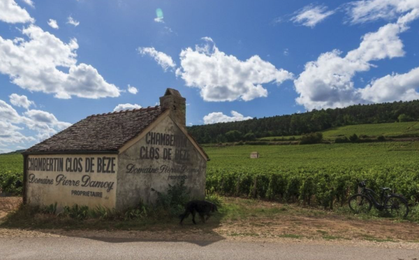 Un transaction d'environ 300 millions d'euros : Louis Roederer s'offre le prestigieux domaine Pierre Damoy à Gevrey-Chambertin