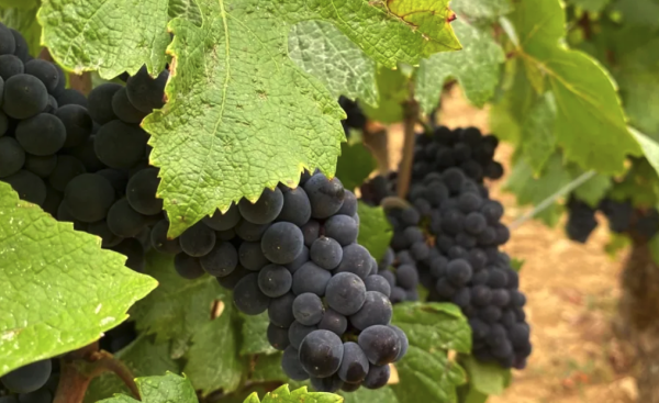 Vendanges 2026 : les premiers coups de sécateurs dans les vignes du domaine des Hospices de Beaune