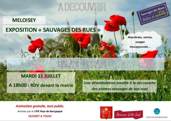 Balade urbaine à la découverte des plantes sauvages mardi 11 juillet à 18 h à Meloisey