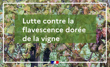 Flavescence dorée 2025 : les observations du public prises en compte