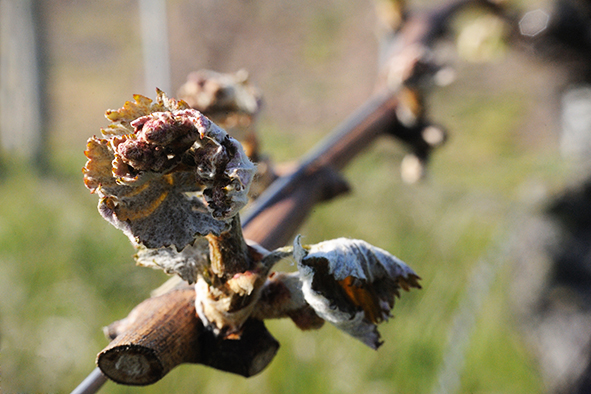 Gel dans les vignes : en Bourgogne, des dégâts dans le chablisien et le châtillonnais, moins sur la côte viticole