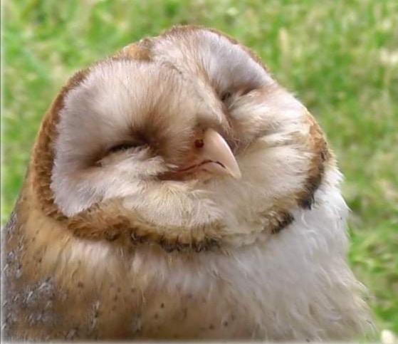 Les Chouettes du Cœur poursuivent leur mission de transmission pour faire durer la “chouette thérapie”