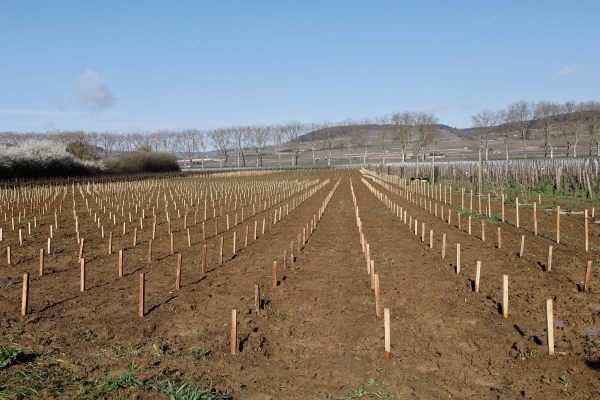 Côte-d’Or – Jusqu’à 4 °C supplémentaires d’ici 2100 : le Département prépare ses forêts, ses vignes et son agriculture au changement climatique