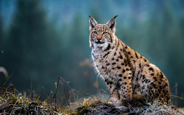 Un Lynx remis en liberté dans le Massif des Vosges: retour à la nature pour une jeune femelle soignée durant l’hiver dernier
