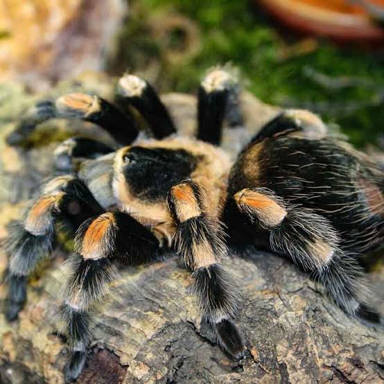INSOLITE - Une mygale vivante découverte dans un paquet dans un bureau de poste de Côte-d'Or