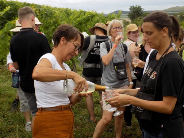Nolay - Rallye pédestre « De Cep en Verre » : 7 km de nature, de dégustations... et d’engagements écologiques