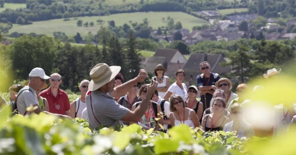 OeNolay Tours 2025 : chaque samedi, vivez la vigne au rythme du vigneron