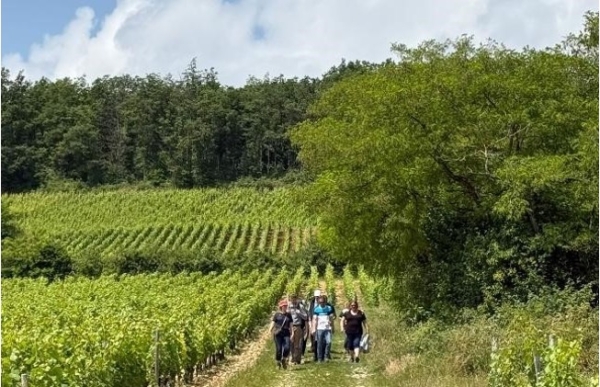 Entre vignes et gourmandises, “La Téméraire” revient pour une 2e édition solidaire en Côte-d’Or