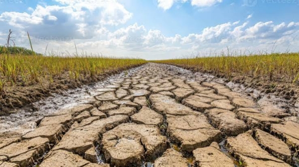 Côte-d'Or - Une cellule départementale sécheresse pour aider et soutenir les agriculteurs à faire face à la crise