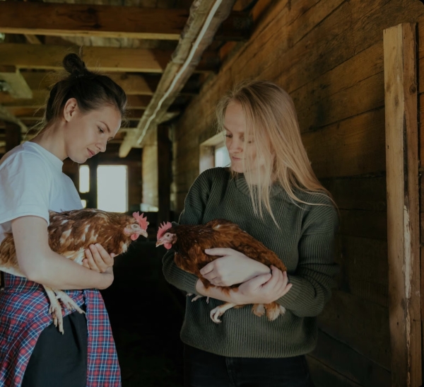 "Il ne voulait pas les envoyer à l'abattoir" : 300 poules sauvées pour être adoptées par des particuliers