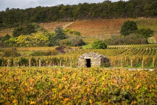 "Ils méritent d'être sauvegardés et transmis aux générations futures" : les paysages de la Côte de Nuits sont désormais classés