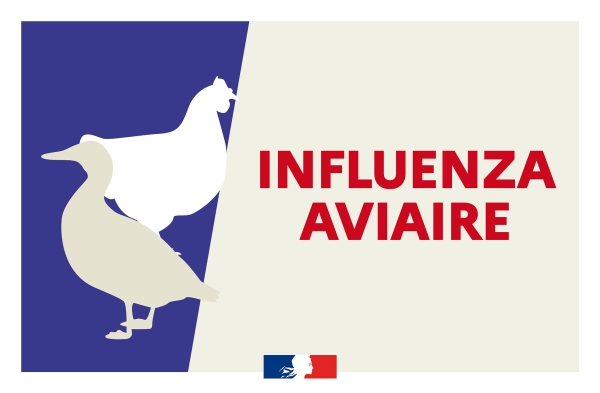 INFLUENZA AVIAIRE - Un premier cas détecté dans un élevage de volailles en Côte-d’Or