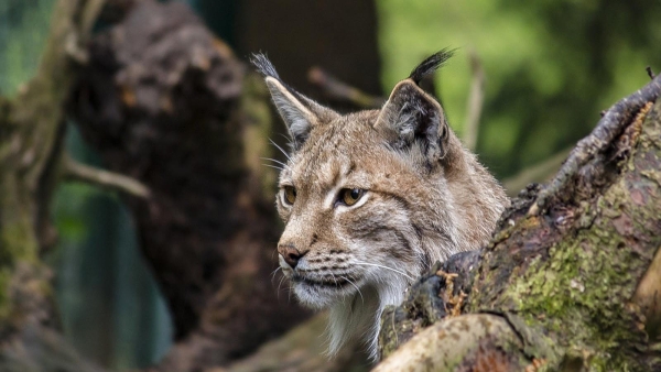 Quatre lynx relâchés dans le massif du Jura : retour à la nature pour trois femelles et un mâle sauvés à l’hiver 2024