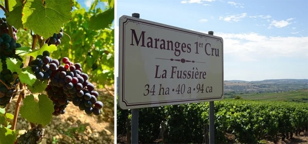 En marge de la Saint-Vincent Tournante 2026, les Maranges dévoilent un nouveau sentier pour explorer le vignoble pas à pas