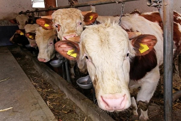 Dermatose nodulaire contagieuse (DNC) : Annie Genevard réunit le Parlement du sanitaire et prend des mesures renforcées sur les mouvements de bovins