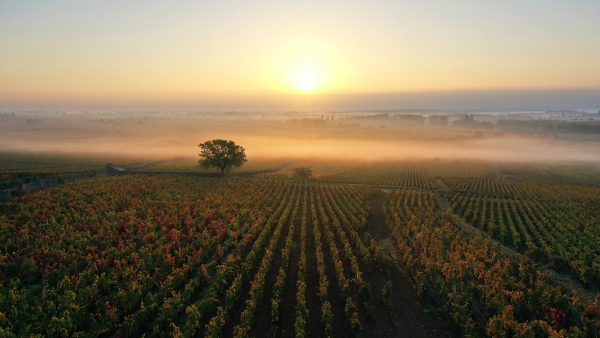 Beaune et Côte de Nuits – « Vignobles en Scène » : trois jours pour découvrir les Climats de Bourgogne autrement