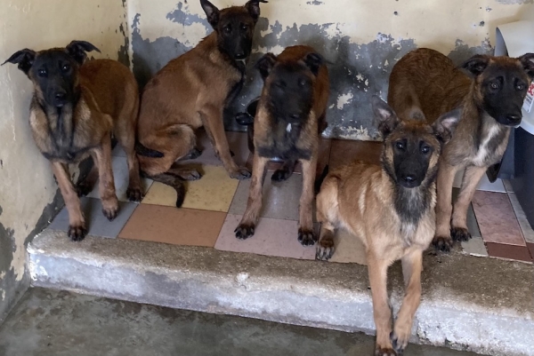 SOS : cinq chiots malinois abandonnés