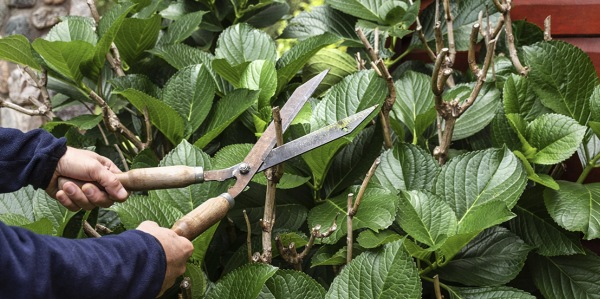 Ces 8 plantes qu'il vous faudra tailler dès l'automne !