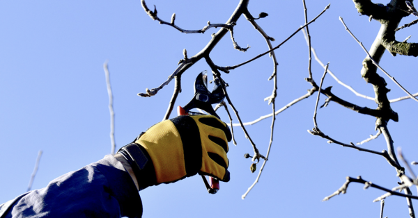 Ces 10 plantes qu'il ne faut surtout pas tailler en hiver !