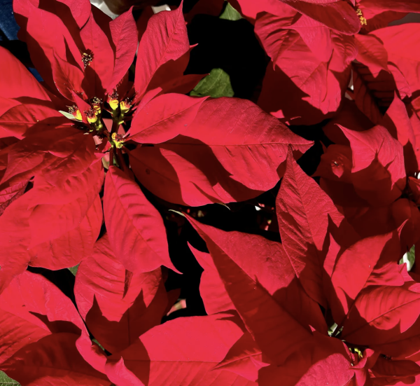 On adore l'Etoile de Noël ou Poinsettia ... mais trop souvent leur espérance de vie est réduite