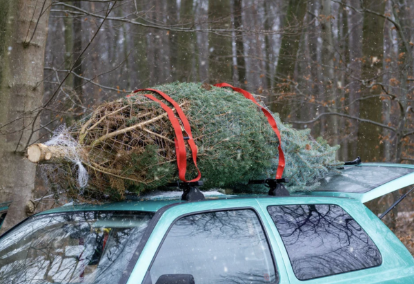 Peut-on laisser son sapin dans la forêt après Noël ? Ce que dit la loi en 2026 et ce que vous risquez vraiment