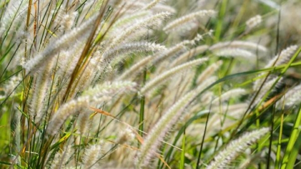 ALLERGIES - Ca se calme du côté des graminées !