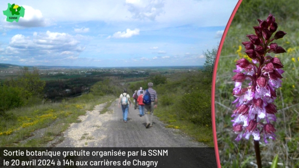 La Société de Sciences Naturelles et Mycologiques de Chalon-sur-Saône organise gratuitement une sortie botanique aux carrières de Chagny-Remigny